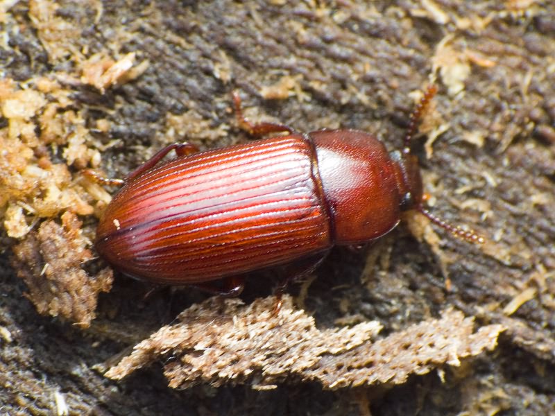 Uloma culinaris (Linnaeus, 1758)
